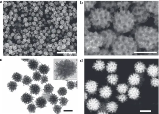 Figure 2 | Structural characterization of mesoporous Rh nanoparticles. (a) Low-magniﬁcation SEM micrograph (Scale bar, 500 nm), (b) high-magniﬁcation SEM micrograph (Scale bar, 100 nm), (c) TEM micrograph (Scale bar, 100 nm) and (d) HAADF-STEM micrograph (