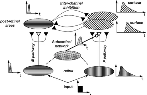 Fig. 4. REtino-COrtical Dynamics (RECOD) model. The input is processed by two retinal ganglion cells populations giving rise to magnocellular (M) and parvocellular (P) pathways