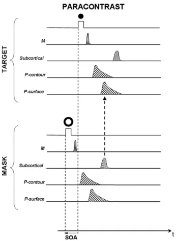 Fig. 8 illustrates how a facilitation produced by the slower subcortical system could enhance the visibility of a target’s brightness and contour during paracontrast