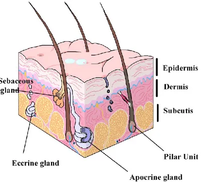Fig. 1. 1. Microanatomy of the normal skin .   The figure is created by the author  helping  by the references 1-5