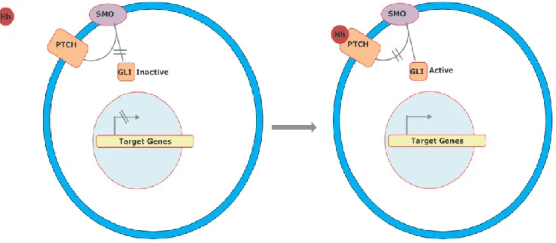 Fig. 1.2. Simplified Hedgehog signal pathway. Without ligand   PTCH inhibits SMO. After ligand  binds  to  PTCH,  It  releases  SMO  and  GLI  activates