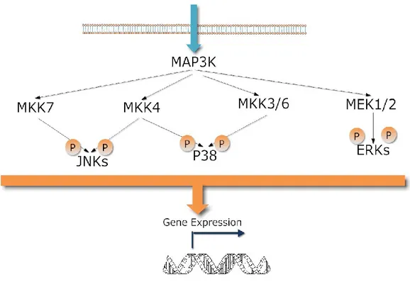 Fig. 1.7: MAP kinase pathway. The figure is created by the author helping by the references [183]   