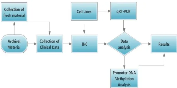 Fig. 1.8. The study design. 