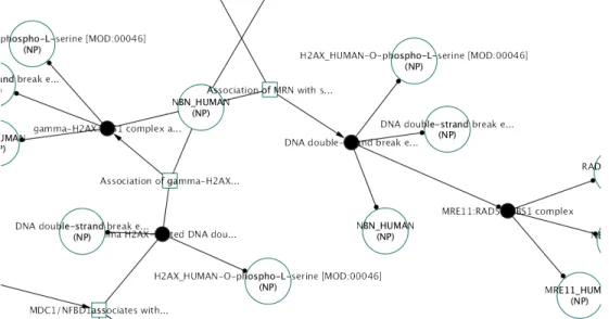 Figure 1.2: Visual representation of a biological pathway (Recruitment of repair and signaling proteins to double-strand breaks) in PathwayCommons [1]