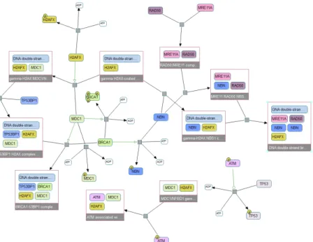 Figure 1.3: Visualization of a biological pathway (ATM Mediated phosphoryla- phosphoryla-tion of Repair Proteins) in ChiBE [2]