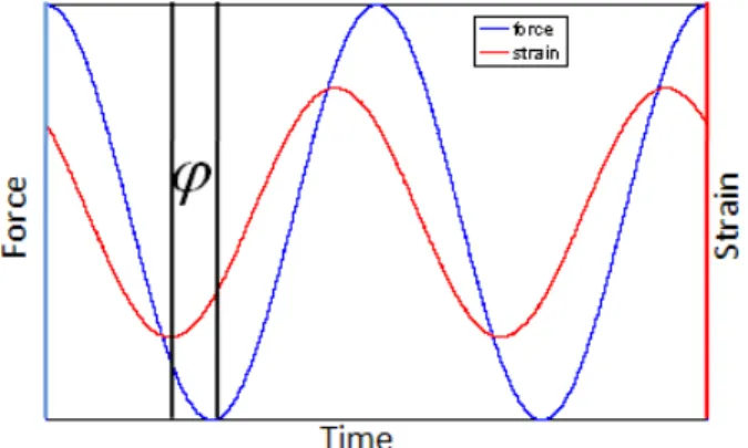 Figure 2-9 The phase relationship between applied force and induced strain for a  dynamic mechanical test