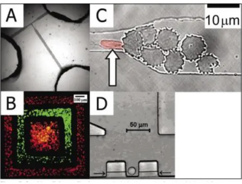Figure 6: On-chip cell studies. (A) Optical micrograph of a fluorescence activated cell sorter  (µFACS) device
