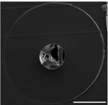 Figure 11: Cross-sectional SEM image of smooth PEI fiber with a diameter of 300 µm. (Scale  bar: 100 µm)