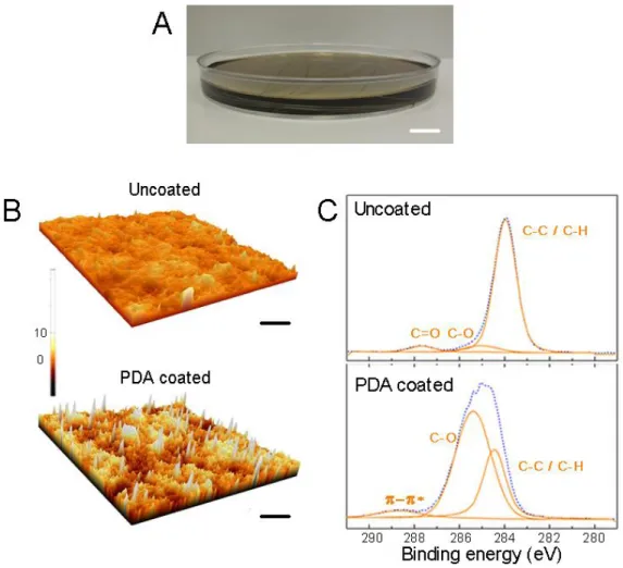 Figure  12:  PDA  coating  and  characterization.  (A)  PDA  coating  is  achieved  by  dipping  the  fibers into dopamine solution for a determined time (scale bar: 1 cm)