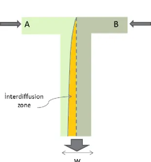 Figure  2.2  The  flow  profile  for  a  T-  junction  channel.  The  graded  region  is  the  diffusion zone