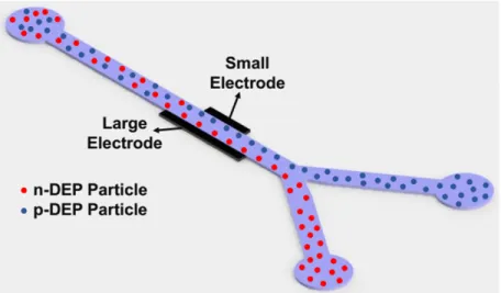 Figure 1.1: Particle separation based on electrical property using AC-DEP particles in a non-uniform, electric field