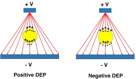 Figure 1.2: DEP force on induced dipoles with the presence of a non-uniform electric field