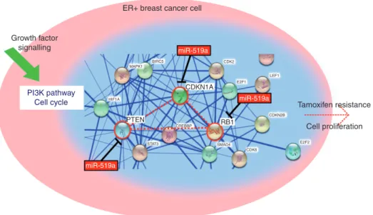 Figure 8. miR-519a targets central nodes (PTEN, CDKN1A, and RB1) from PI3K and cell cycle network leading to increased proliferation and tamoxifen resistance