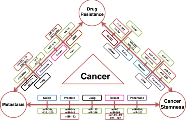 Fig. 1 MicroRNAs play master role in the interplay of drug resistance, metastasis and cancer stemness