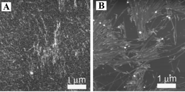 Fig. 8. AFM imaging of PA nanoﬁbers formed on gold (A) and silicon (B) surface.