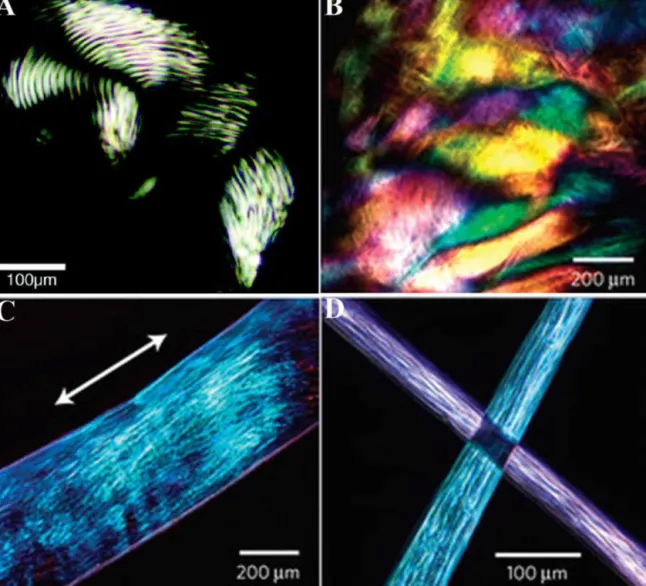 Fig. 9. Polarizing light microscopy images of peptide amphiphile gels. (A) Well known PA gel, formed by short anisotropic domains