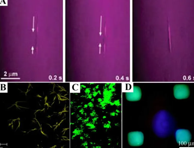 Fig. 10. Fluorescent staining of peptide nanostructures. (A) Time-lapsed imaging of encapsulation and transportation of GFP in nanotubes labeled with Alexa
