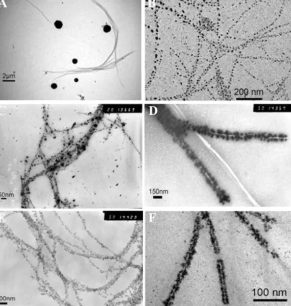 Fig. 3. TEM images of peptide nanoﬁbrils incubated in silver (A and B), gold (C and D) and platinum (E and F) solution