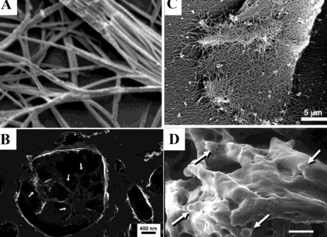 Fig. 6. Different usage areas of modern SEM techniques in characterization of peptide nanomaterials