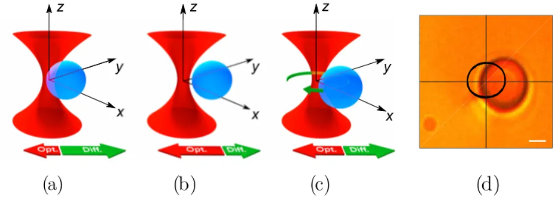Fig. 1. (a-c) An optically trapped microsphere experiences a harmonic restoring optical force that attracts it towards the center of the optical trap near the focal spot (red arrows)