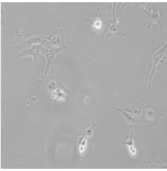 Fig. 1. Sample image from BT-20 class