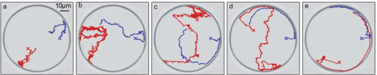 Fig. 4 Microswimmers in a patterned environment. (a–e) Typical trajectories of self-propelled particles moving through a triangular lattice (lattice constant L c ¼ 35 mm) of elliptical obstacles when a drift force F ¼ 0.12 pN is applied along the y-directi