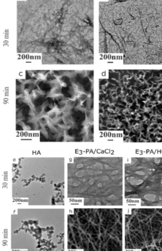 Figure 1. Calcium phosphate mineralization induced by the peptide nano- nano-fiber morphology