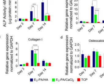 Figure 6. Molecular analysis of osteogenic differentiation. (a) ALP activity of Saos-2 cells on days 3, 7 and 14 of osteogenic differentiation