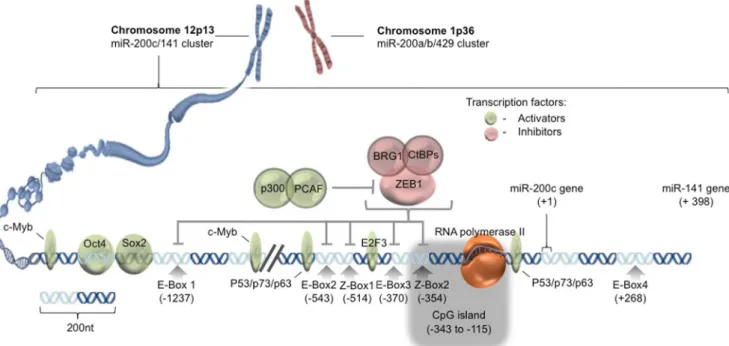 Fig. 1 Regulation of miR-200c expression. Graphical depiction of chromosomal position of miR-200c/141 gene cluster, promoter and enhancer sequences, and transcription factor binding sites