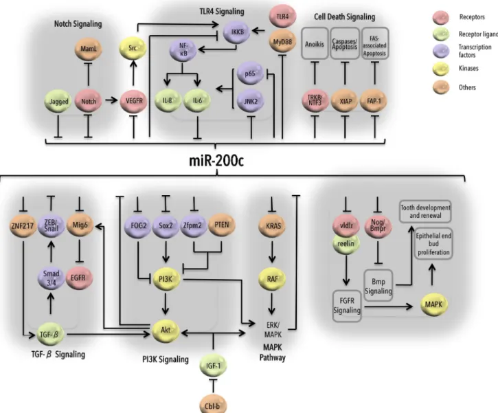 Fig. 3 miR-200c in signaling pathways. Graphical representation of involvement of miR-200c in multiple signaling cascades and their cross-talk