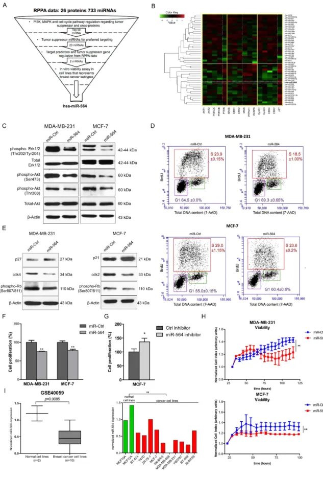 Figure 1.  miR-564 suppresses both PI3K and MAPK pathways and reduces the viability of breast cancer cells  via inducing a G1 cell cycle arrest
