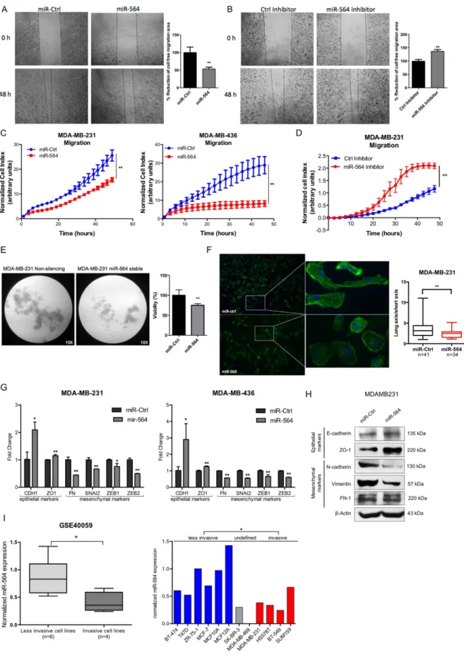 Figure 2.  miR-564 inhibits migration and invasion of breast cancer cells by blocking EMT