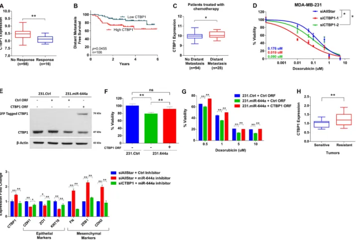 Figure 6: ctbP1 expression correlates with response to chemotherapy, and its loss sensitizes to chemotherapy and  enhances epithelial-like state