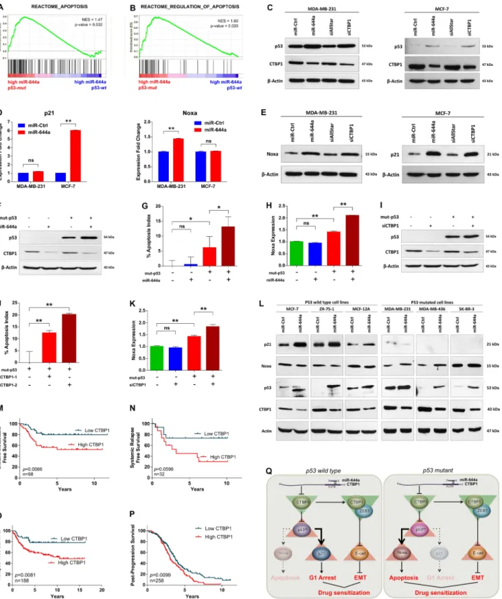 Figure 7: mir-644a/ctbP1-mediated wild type or mutant p53 upregulation acts as a switch on G1-arrest or apoptosis,  and ctbP1 expression predicts survival of patients with p53 mutation