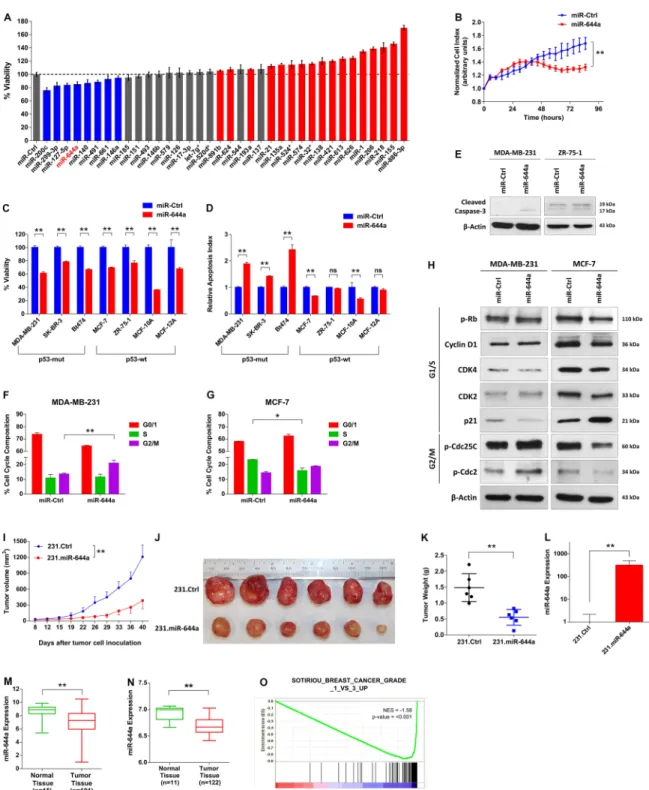 Figure 1: mir-644a reduces the viability of breast cancer cells in vitro and in vivo and mir-644a expression or its gene  signature is associated with tumor progression in breast cancer