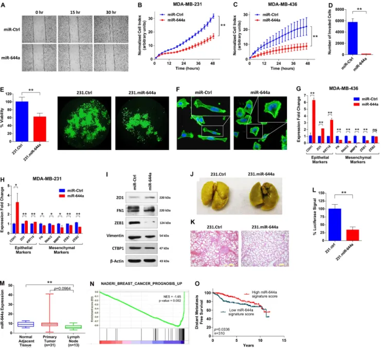 Figure 2: mir-644a inhibits metastasis, and its expression or gene signature is associated with metastasis of breast cancer  patients