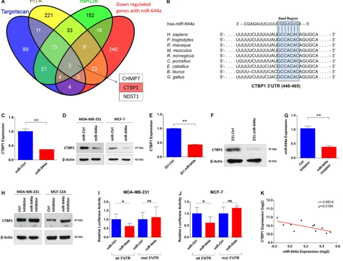 Figure 4: ctbP1 is a direct target of mir-644a.  (A) Venn diagram for the combinatorial target prediction analysis