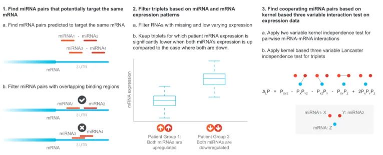 Fig. 1: Overview of the methodology. Each box represents a step in the methodology. The first step identifies miRNA pairs that can target the same RNA based on miRNA target predictions