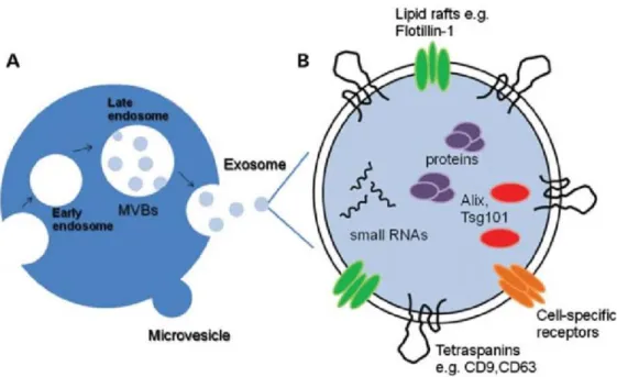 Figure 1.2 Exosome biogenesis. (A) Comparison of microvesicle and exosome  biogenesis