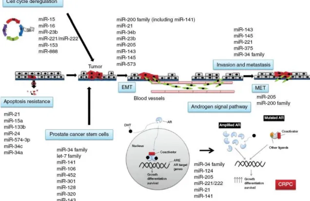 Figure 1.5 Roles of miRNAs in prostate cancer development [90].   