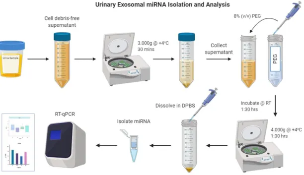 Figure 2.2 General scheme summarizing isolation and analysis of the urinary  exosomes