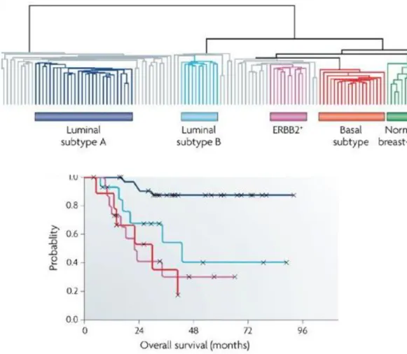 Figure 1.  1.  Classification of breast cancer subtypes based on gene expression profiling  and survival outcome of these subtype