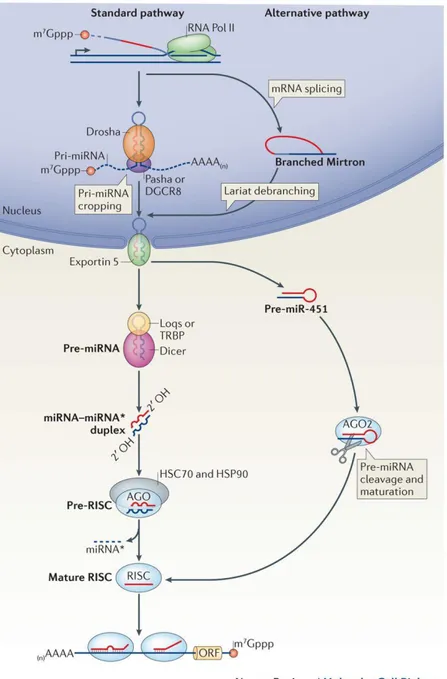 Figure  1.  2.  miRNA  biogenesis  pathway.  The  scheme  shows  miRNA  synthesis  process  starting from its transcription in the nucleus until being translocated and becoming functional  in the cytoplasm [64]