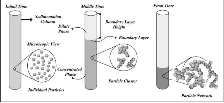 Figure 4. The behavior of particle in the suspension during sedimentation. 44