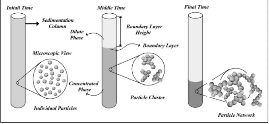 Figure 4. The behavior of particle in the suspension during sedimentation. 44