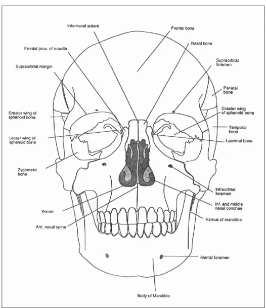 Figure 3.1: The frontal view of the skull [56].