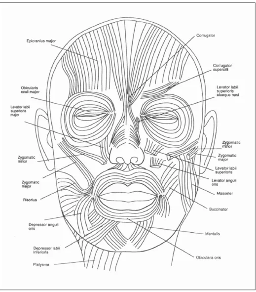 Figure 3.3: The frontal view of the facial muscle structure [56].