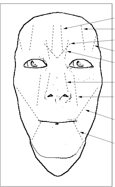 Figure 3.7: Facial muscles.