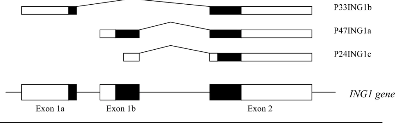 Figure 1: Multiple proteins from one gene