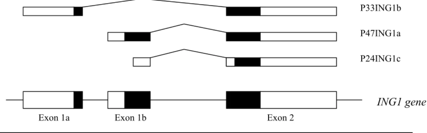 Figure 1: Multiple proteins from one gene